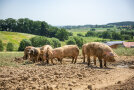 Freilaufende glückliche Schweine in Niederbayern