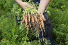 Eine Person hält ein Dutzend frisch geernteter Bio-Karotten in den Händen.