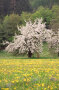An einem Streuobstbaum in voller Blütenpracht lehnt eine alte Holzleiter. Davor ist eine Blumenwiese zu sehen.