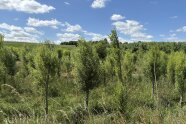 Bruchwald am Helchenbach bei Adlhausen