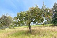 Auf einer herbstlichen Wiese steht ein breitgewachsener Apfelbaum an dem etliche reife rote Äpfel hängen.