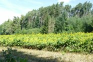 Blühende Silphie auf einem Feld am Waldrand