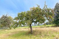 Auf einer sommerlich blühenden Wiese stehen zwei Apfelbäume an denen etliche reife rote Äpfel hängen. Über der Silhouette des Bayrischen Waldes ist ein strahlend blauer Himmel zu sehen.