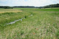 Die mit Regiosaatgut begrünte Flutmulde bei Sandharlanden wandelt etwa einen halben Hektar Ackerland in extensiv genutzte Grünfläche um.