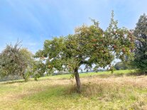 Auf einer sommerlich blühenden Wiese stehen zwei Apfelbäume an denen etliche reife rote Äpfel hängen. Über der Silhouette des Bayrischen Waldes ist ein strahlend blauer Himmel zu sehen.