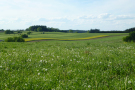 Im Vordergrund ist eine Wiese mit Pusteblumen im hohen Gras zu sehen, vor schmalen Felderstreifen in leicht hügeliger Landschaft. Am Horizont grenzt ein Wald an.