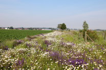 Auf einem Grünstreifen blühen violettfarbener wilder Salbei inmitten eines Margaritenmeeres. Mit einzelnen jungen Laubbäumen.