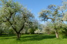 Blühende Streuobstbäume auf einer grünen Wiese